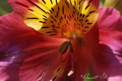 jardin-rayol