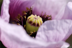 fleur