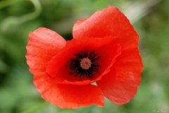coquelicot