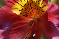 jardin-rayol