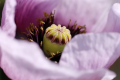 fleur