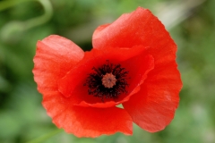 coquelicot